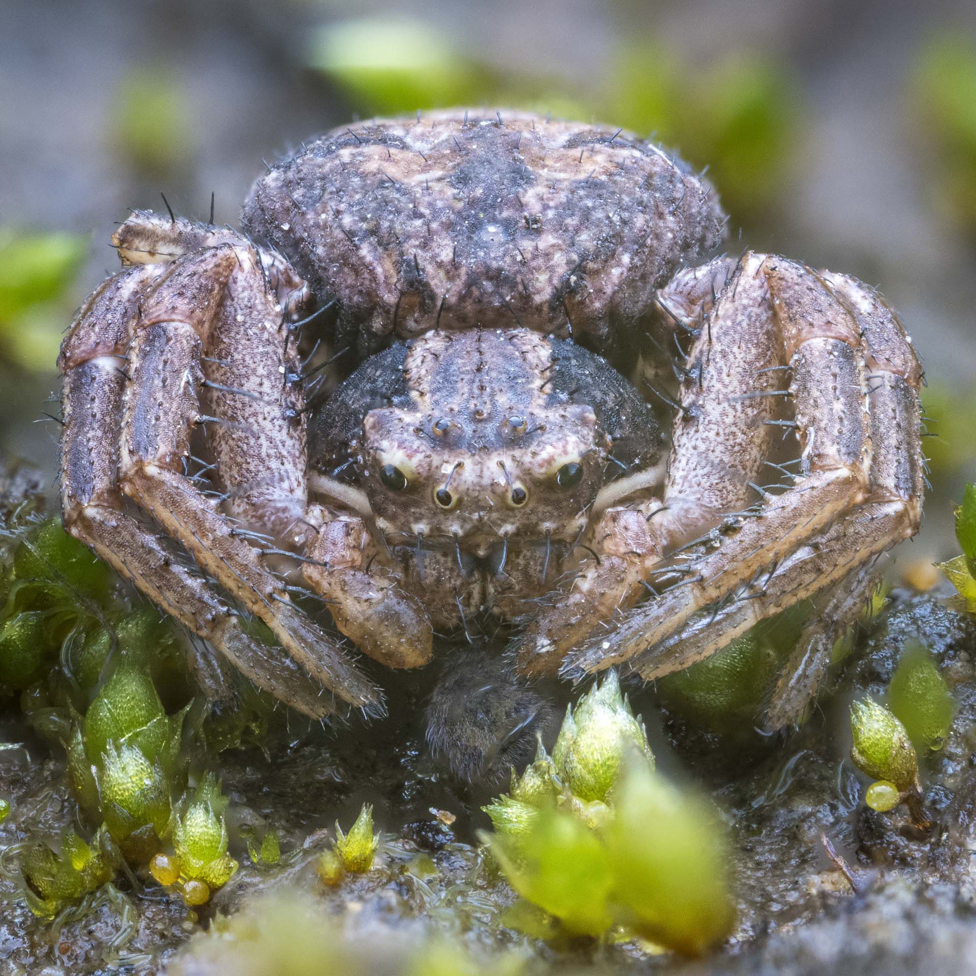 Spiders
