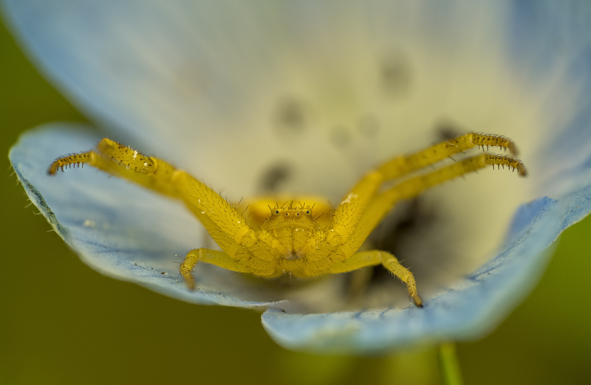 Crab Spider