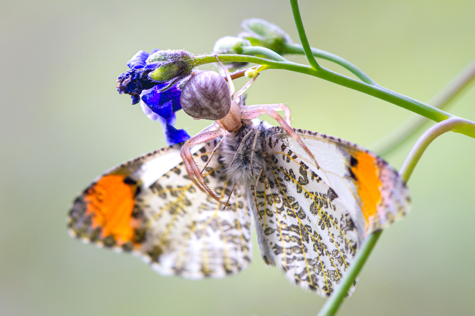 Crab spider with Sara's Orangetip