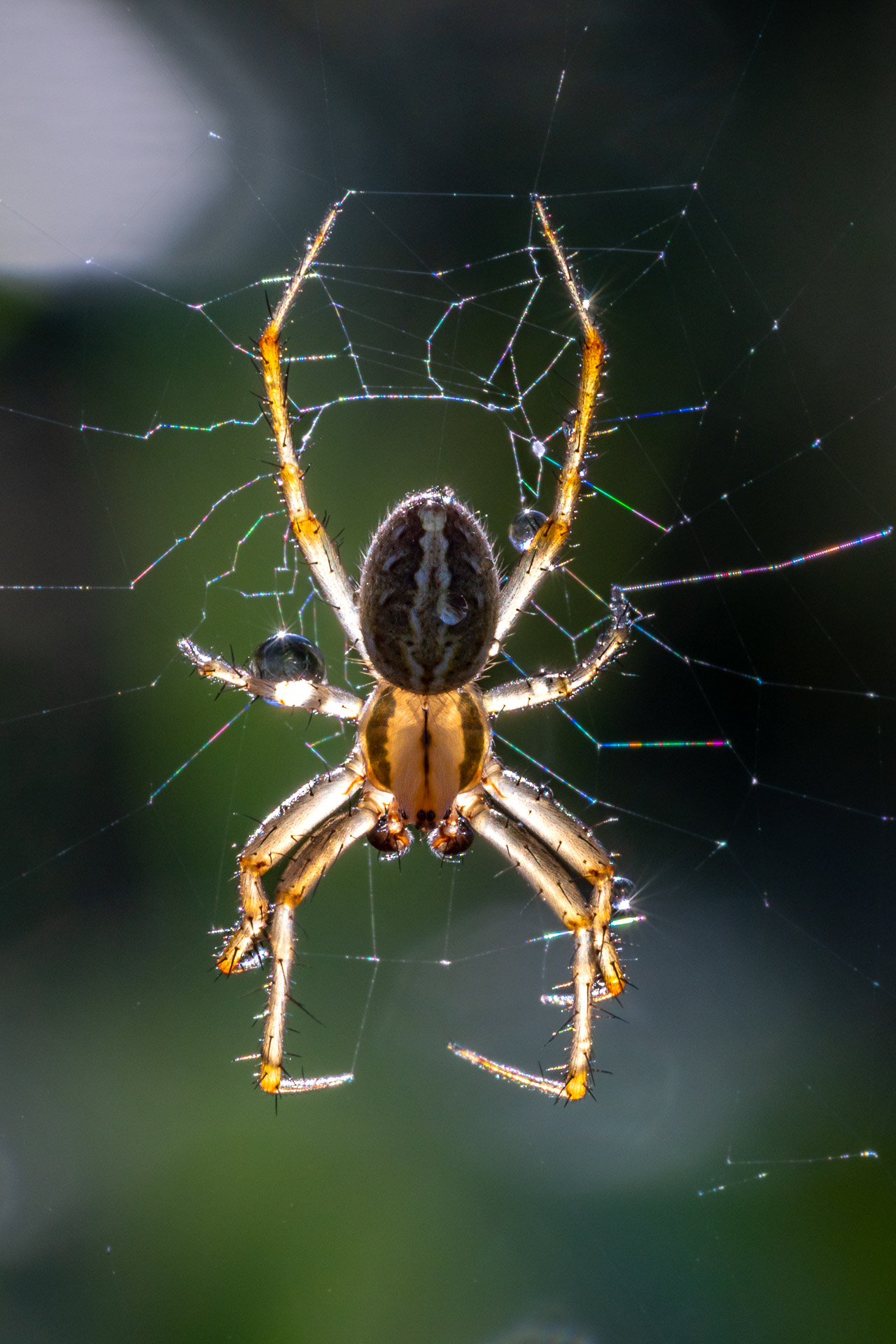 Spider on a web