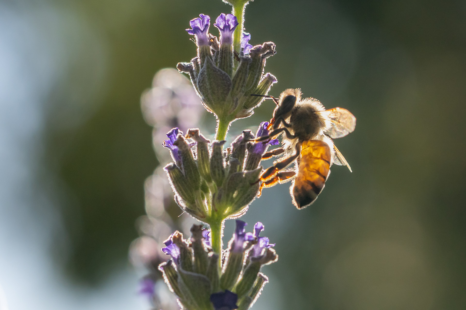 Other insects