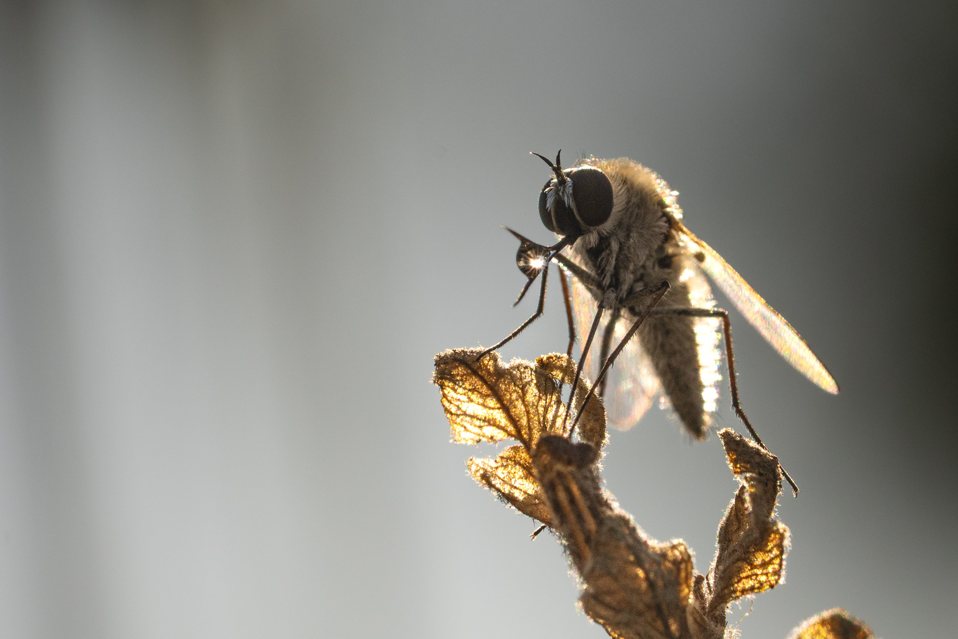 Fly