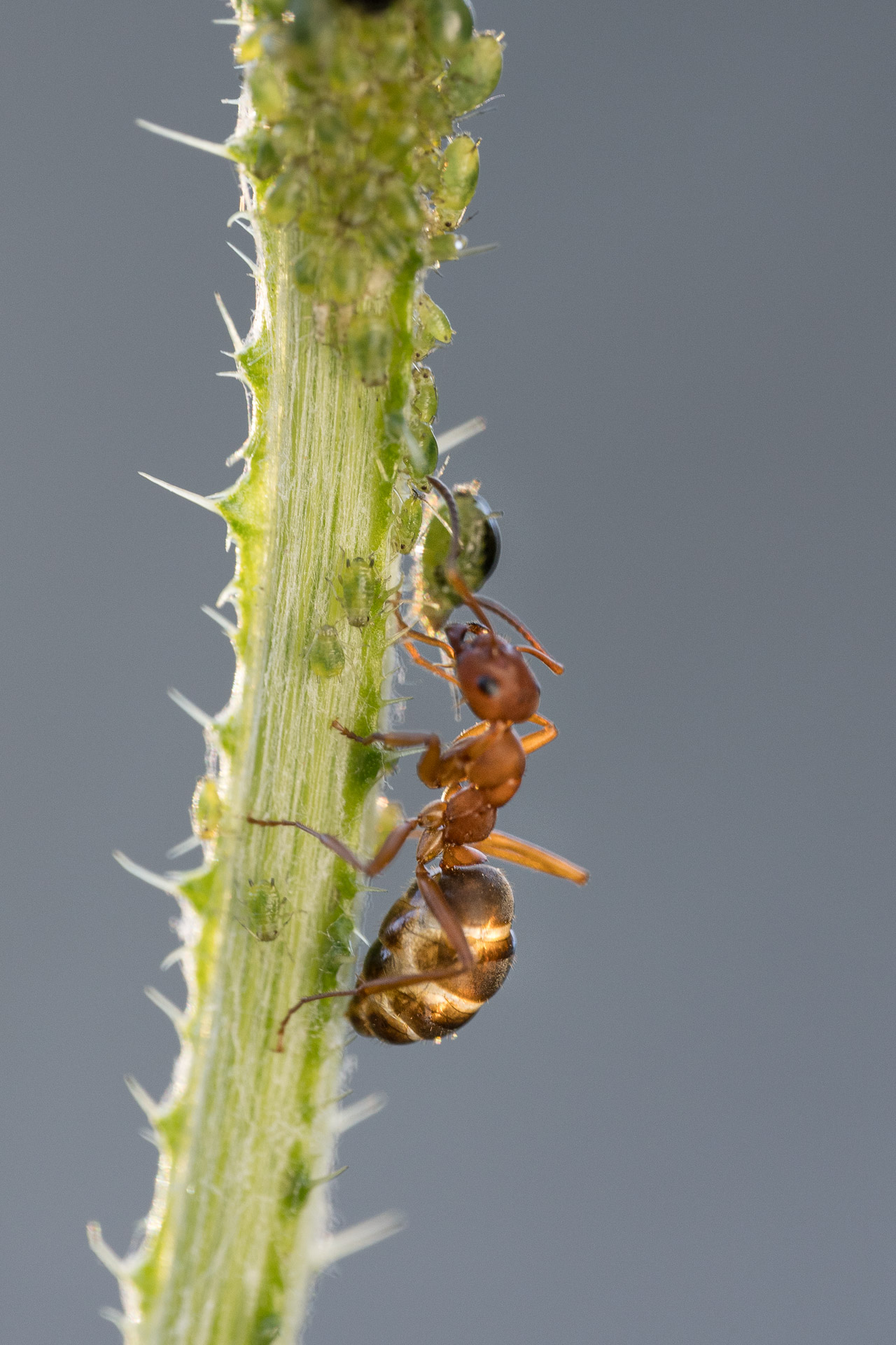 Ant
