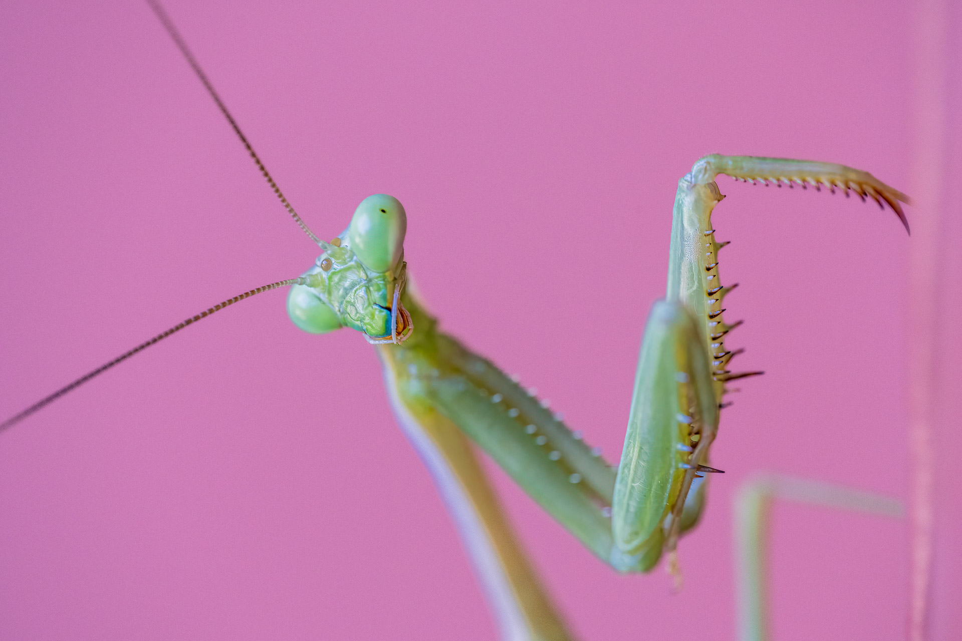 Praing Mantis