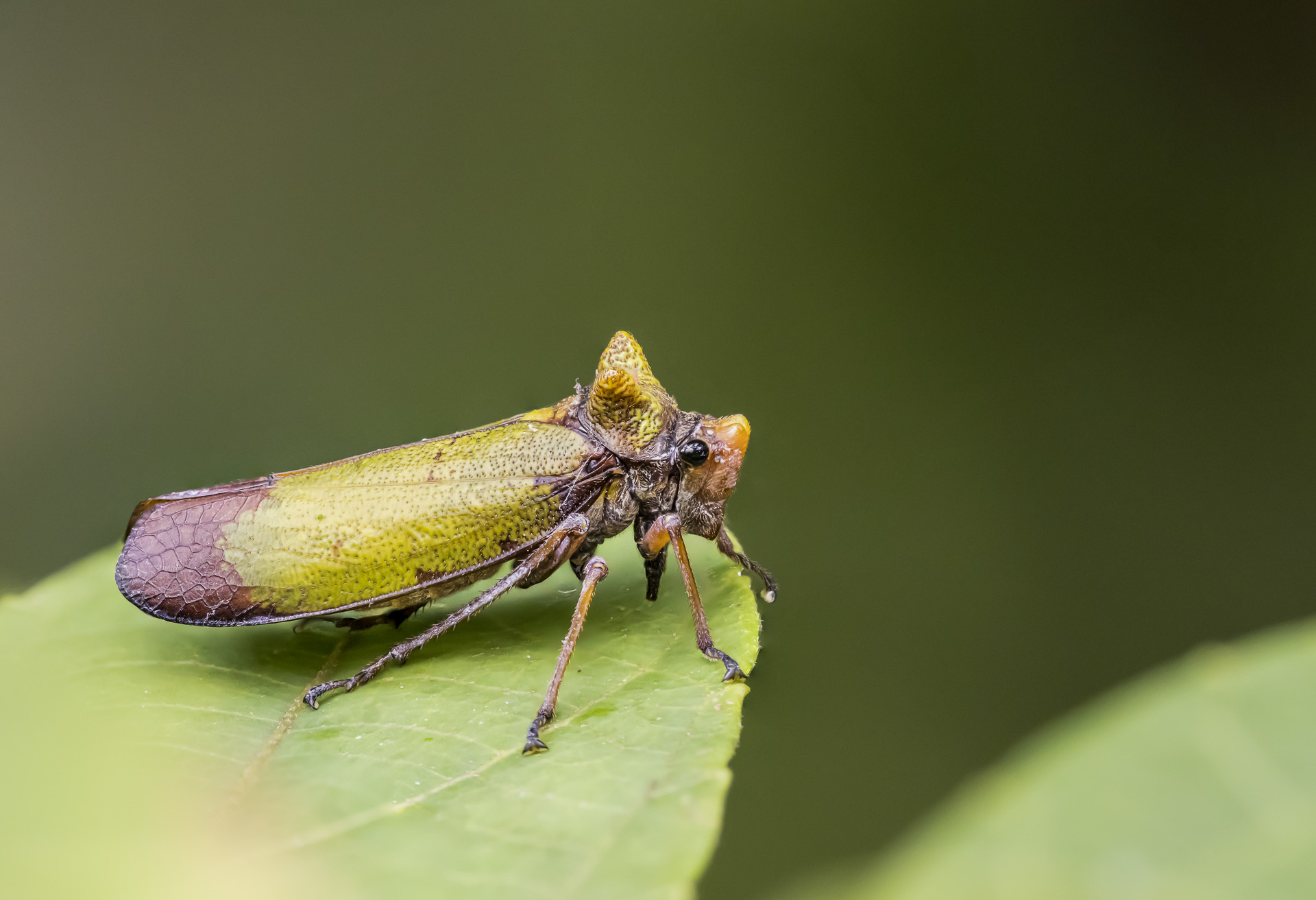 Plant hopper
