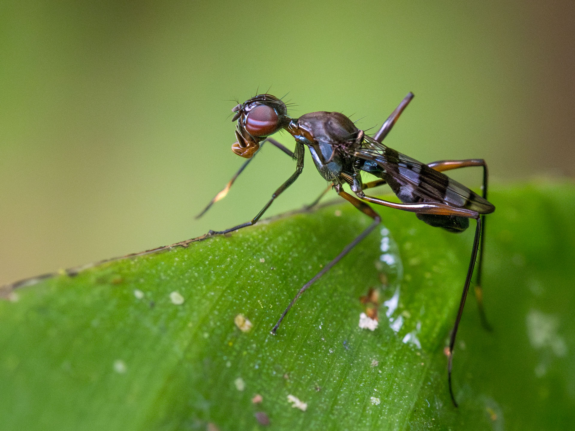 Fly