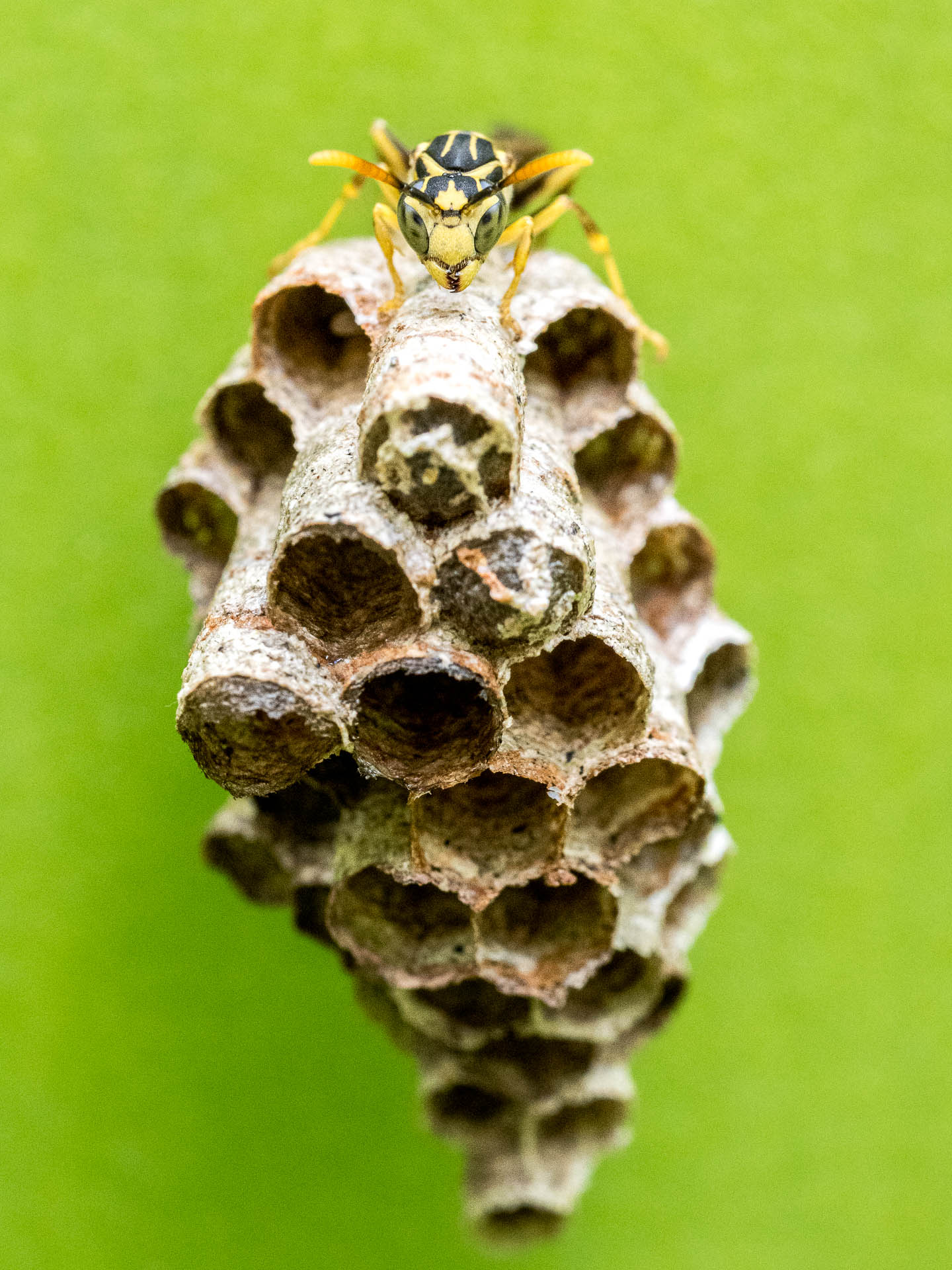 Wasp on a nest