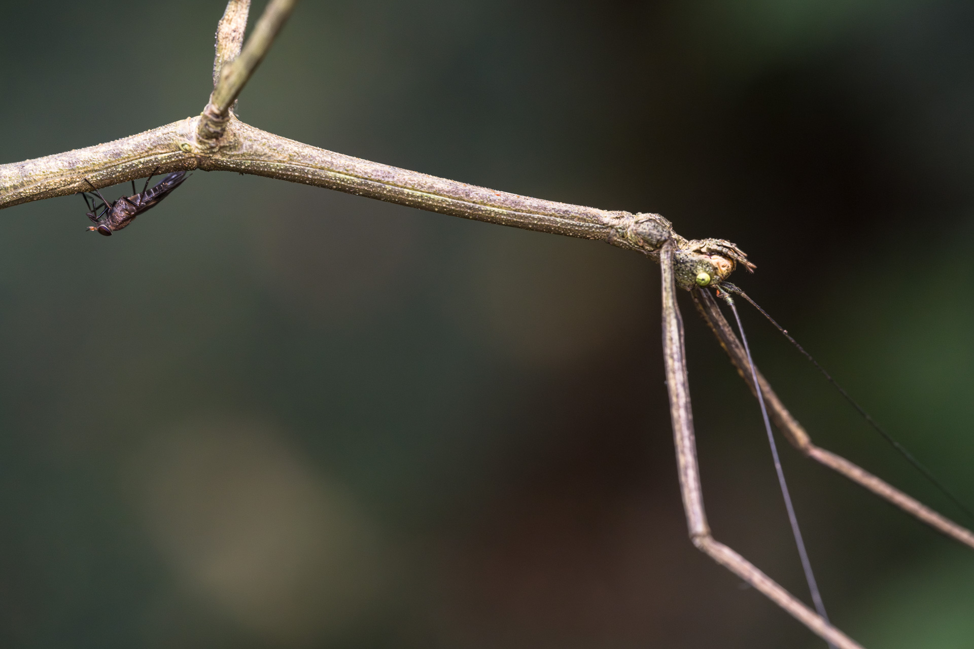 Horsefly on a stick insect