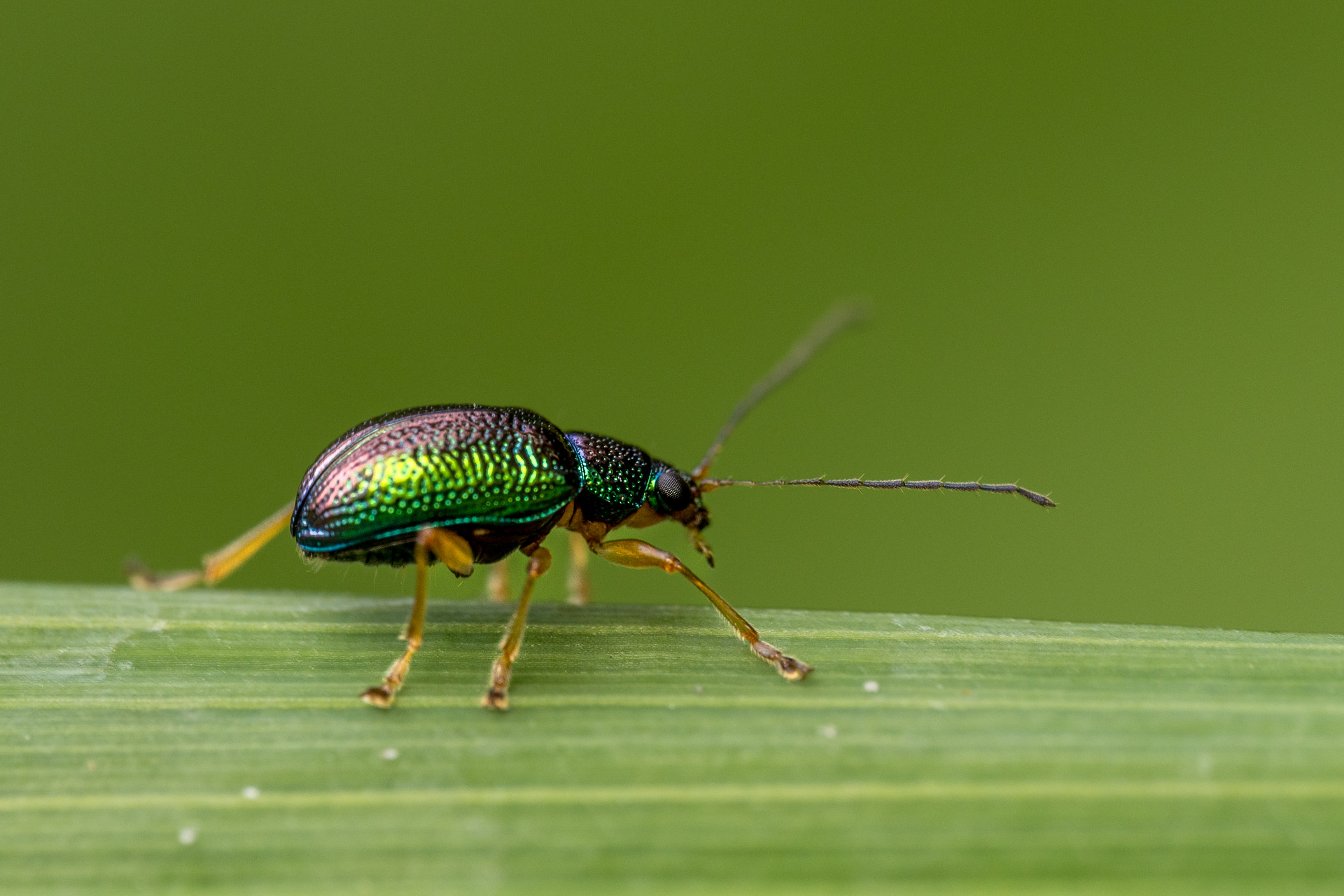 Beetle on a grass stem