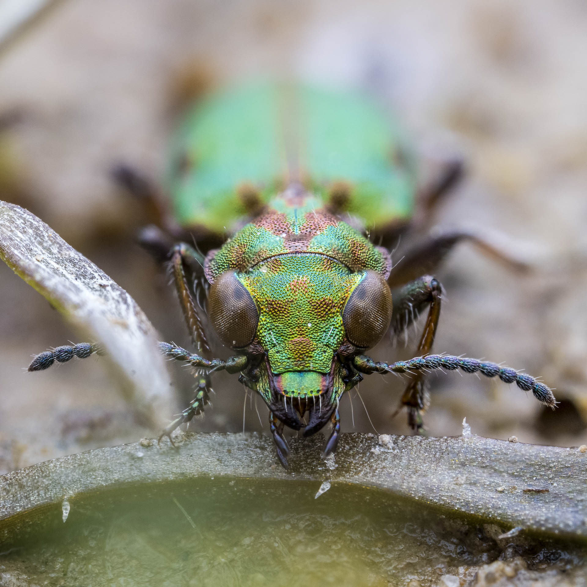 Beetles