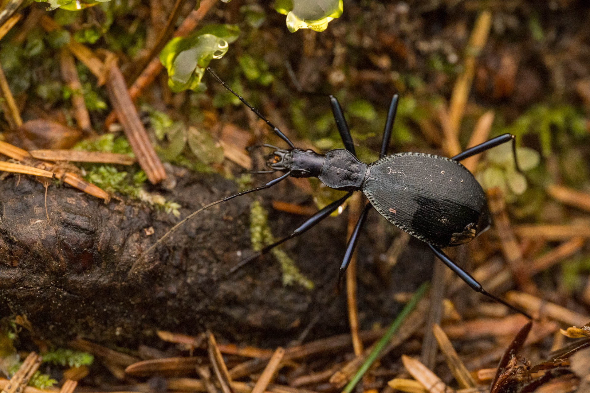 Snail eating beetle
