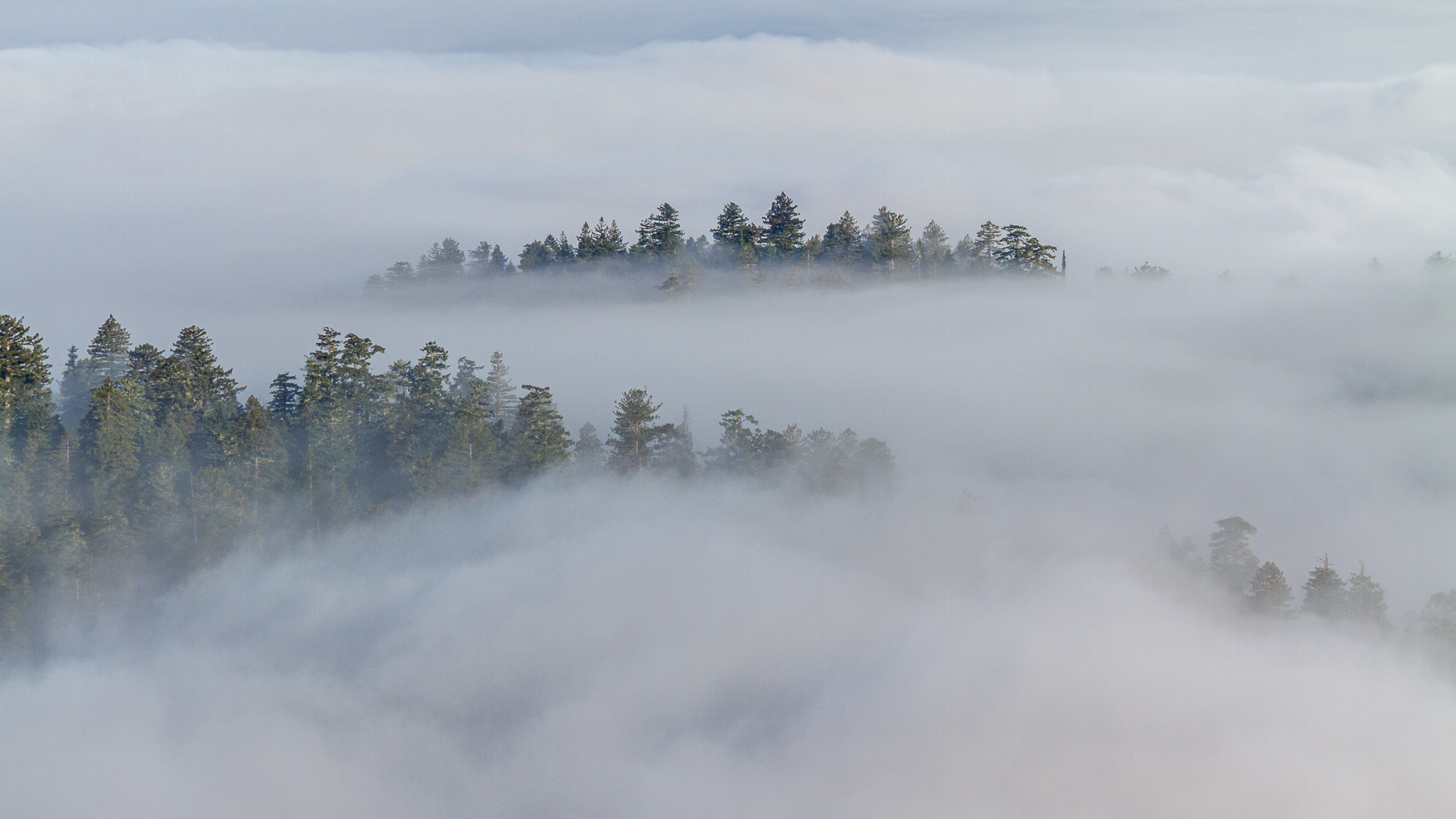 Redwood forest in a morning fog