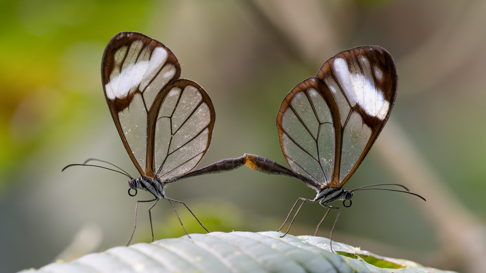 Glasswings