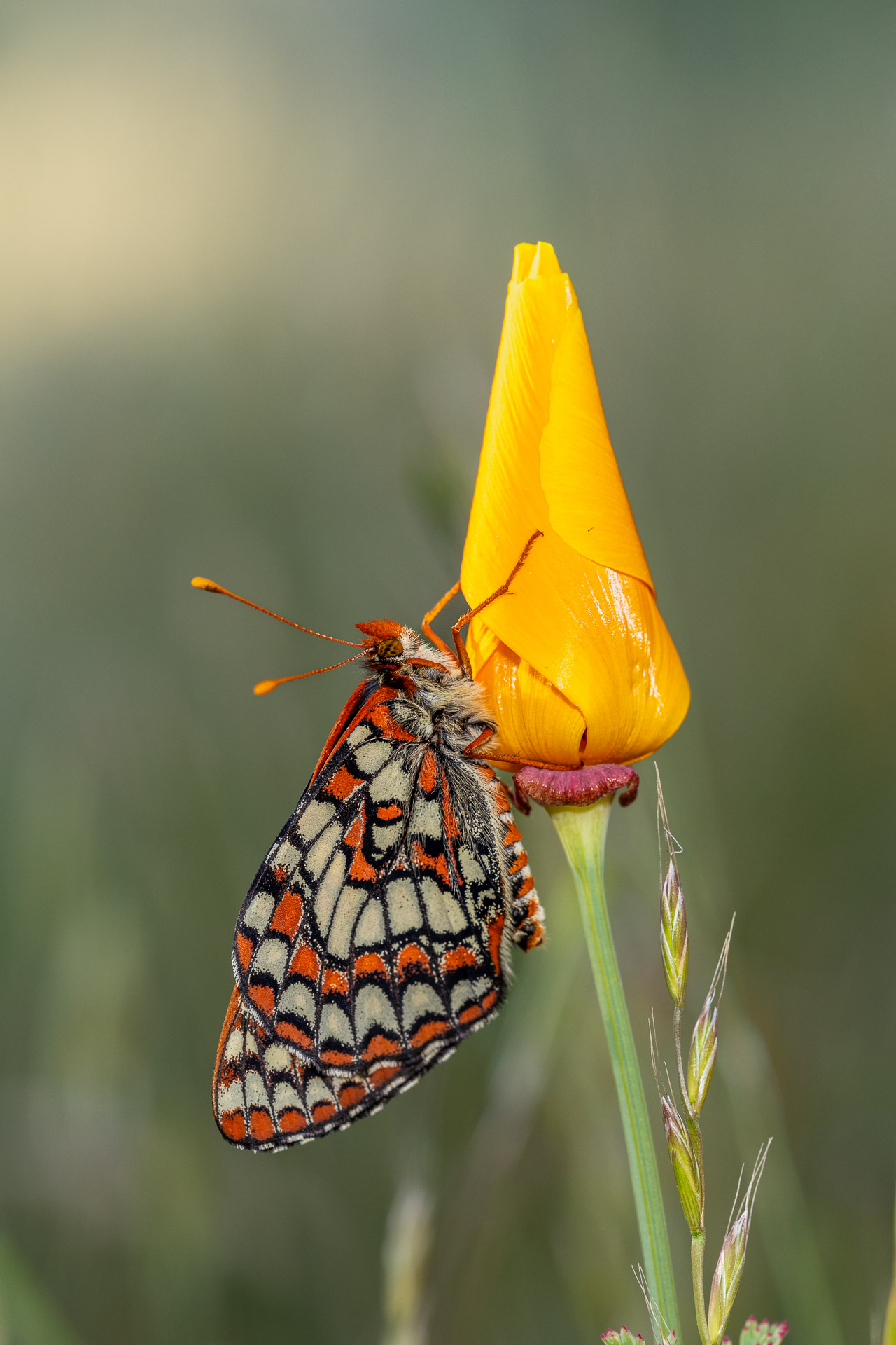 Butterflies