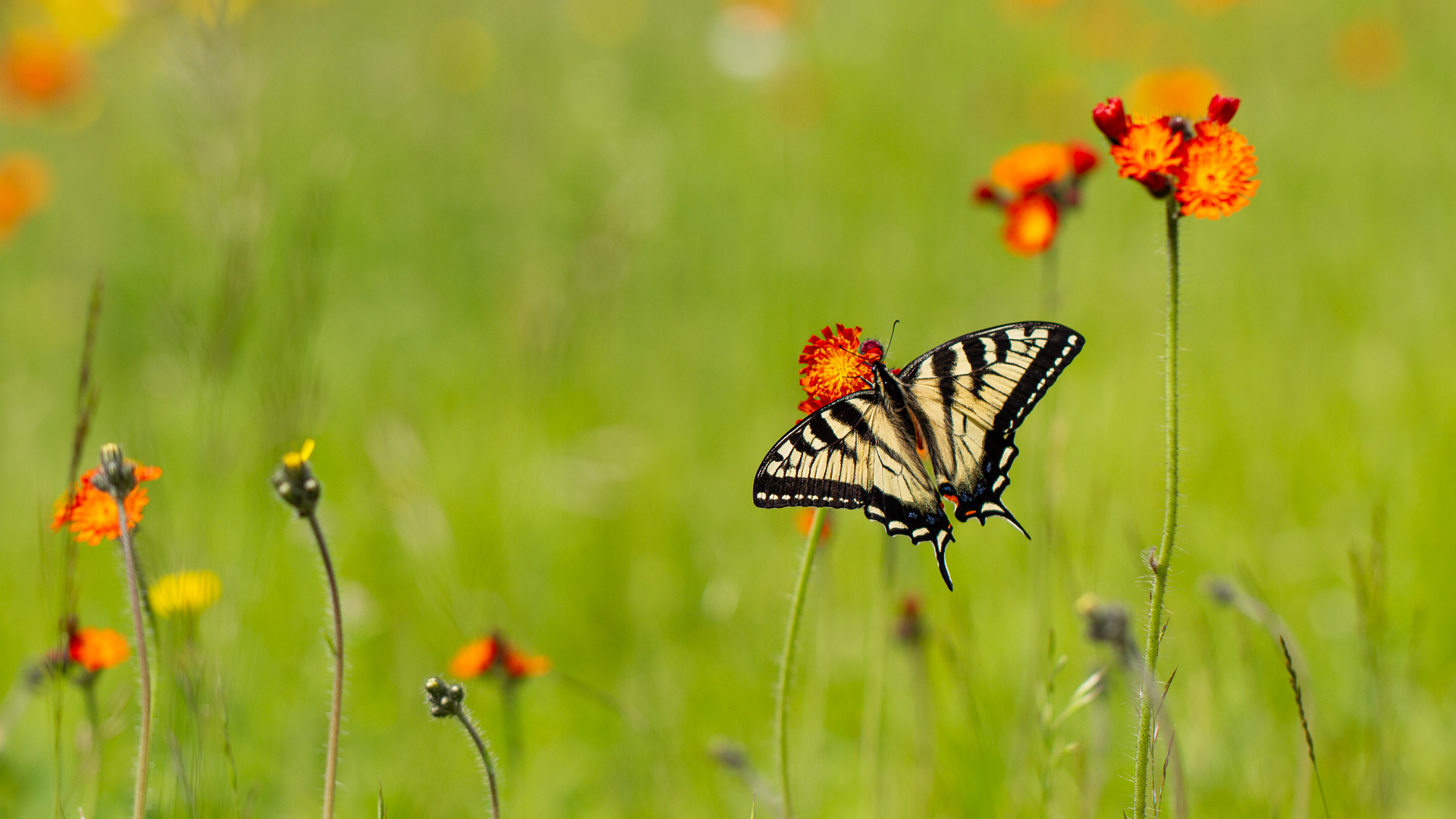 Swallowtail