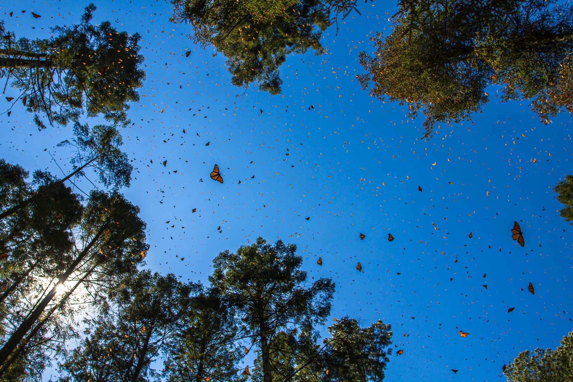 Monarchs