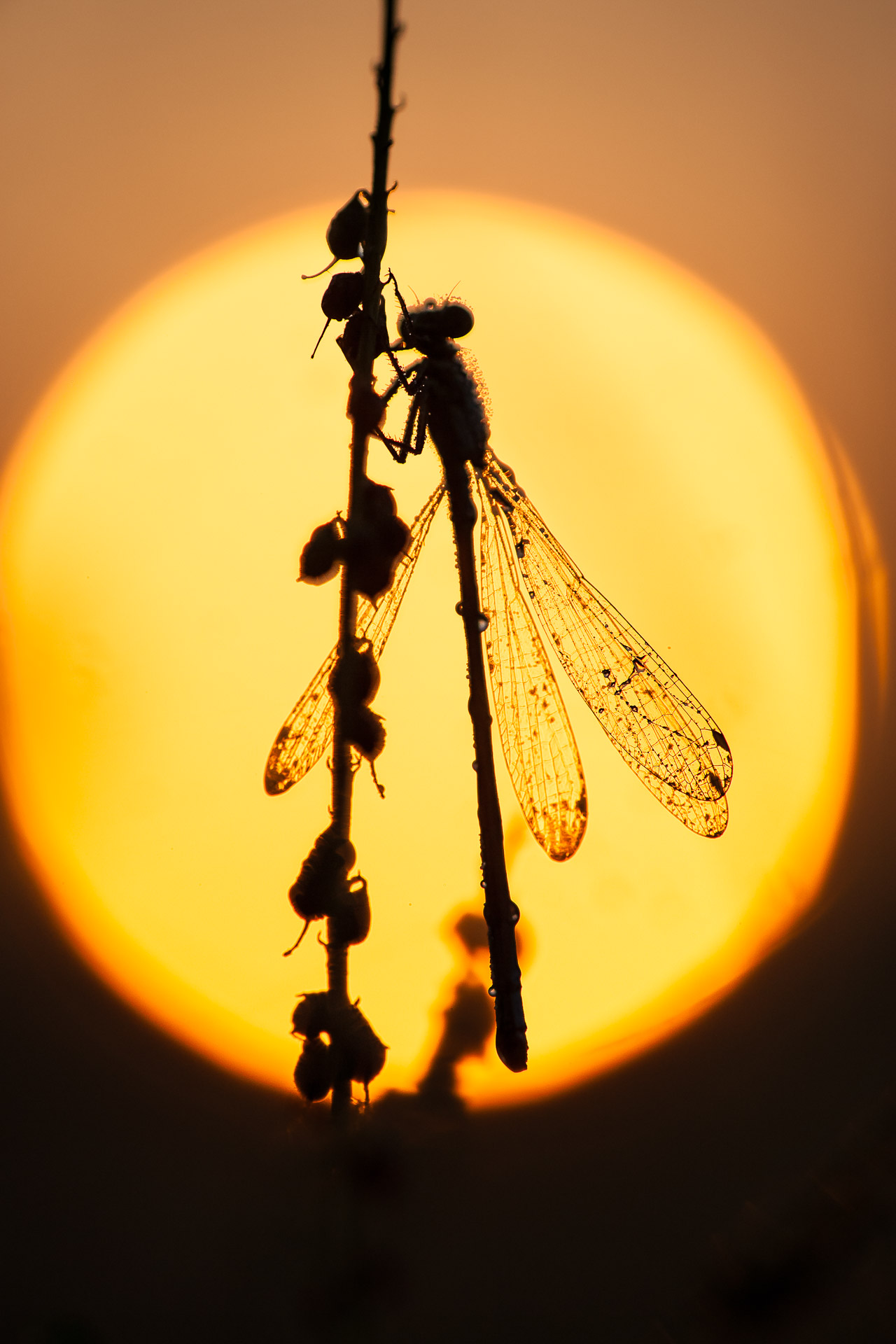 Dragonflies