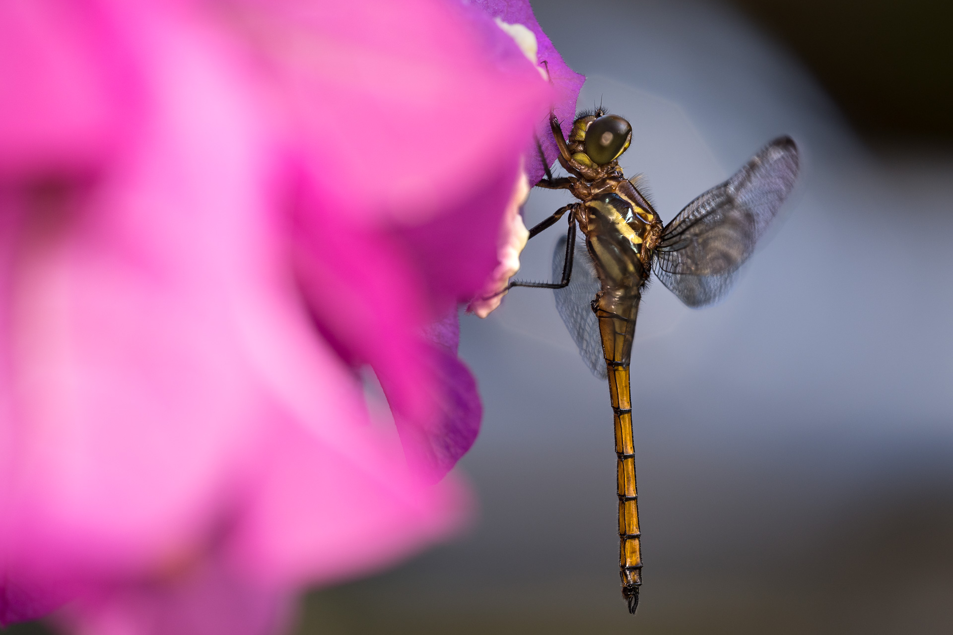 Teneral dragonfly