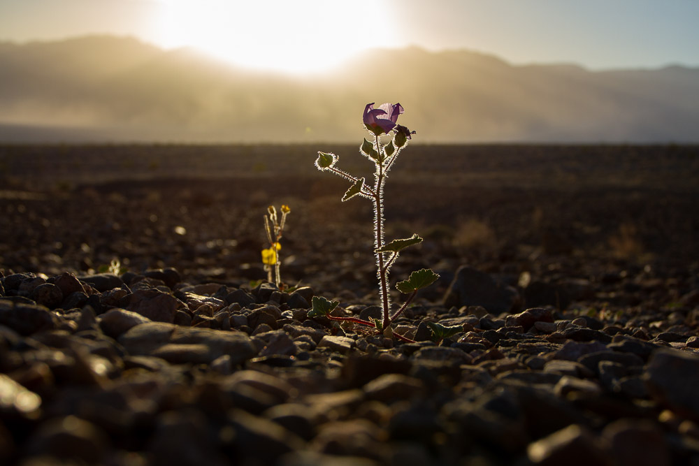 Death Valley Flower