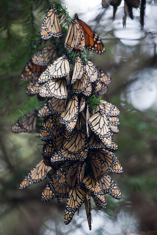 Overwintering Monarchs on a Trunk