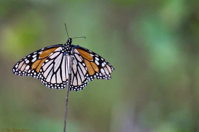 Overwintering Monarchs