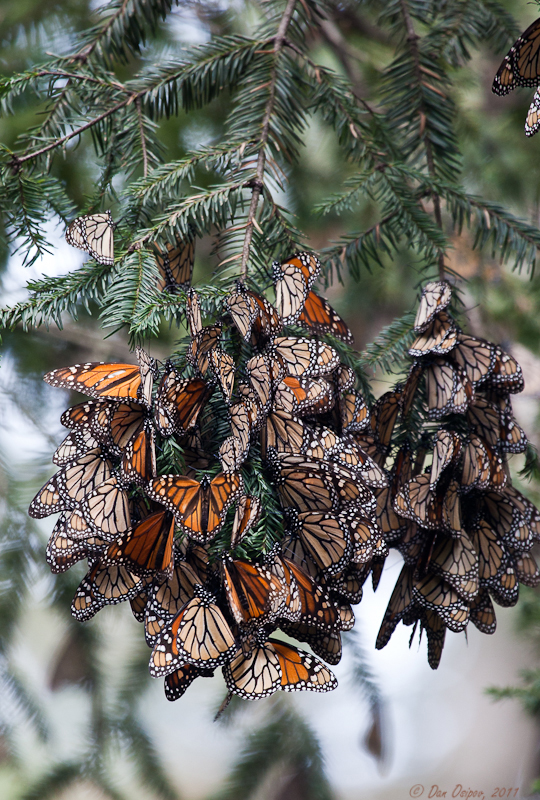 Fleeting Monarchs