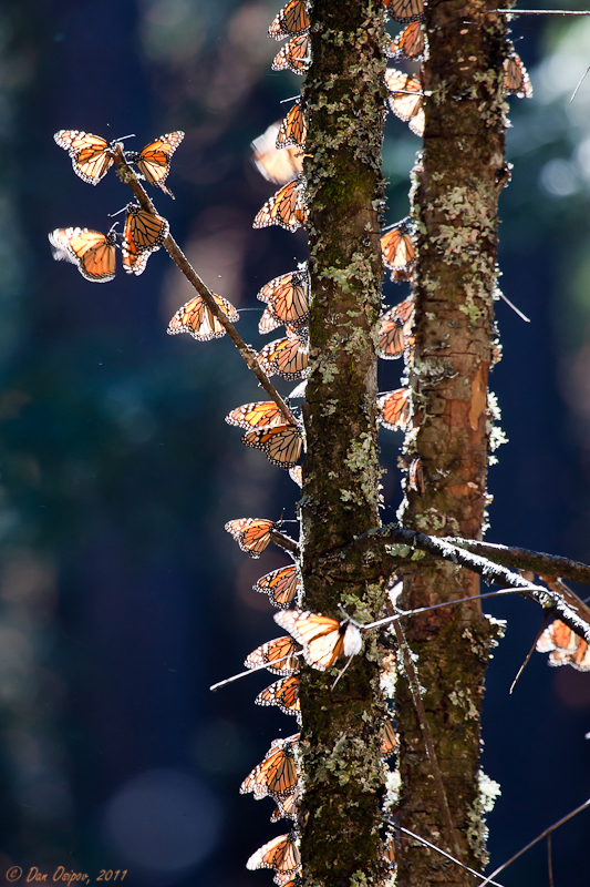 Overwintering Monarchs on a Trunk