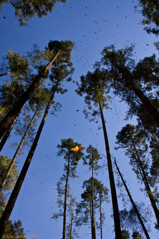 Fleeting Monarchs