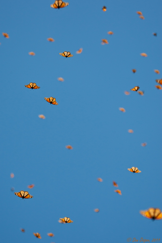 Overwintering Monarch Cluster