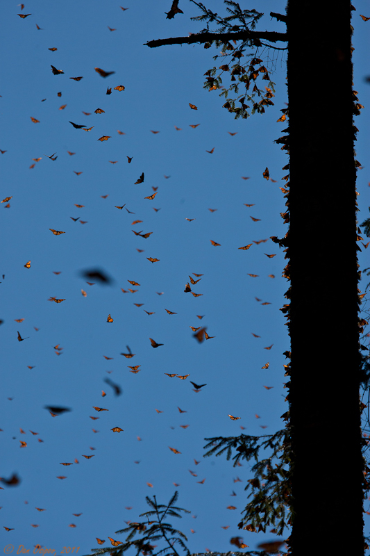 Overwintering Monarchs