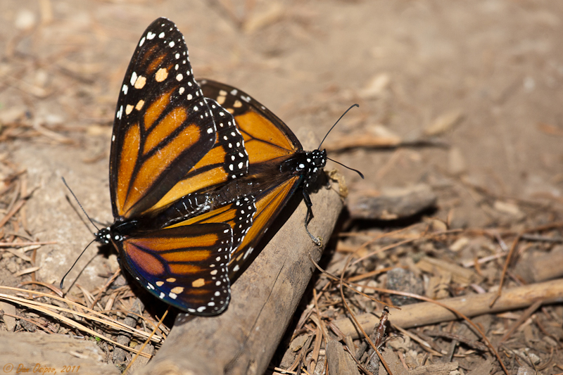 Monarch Tag