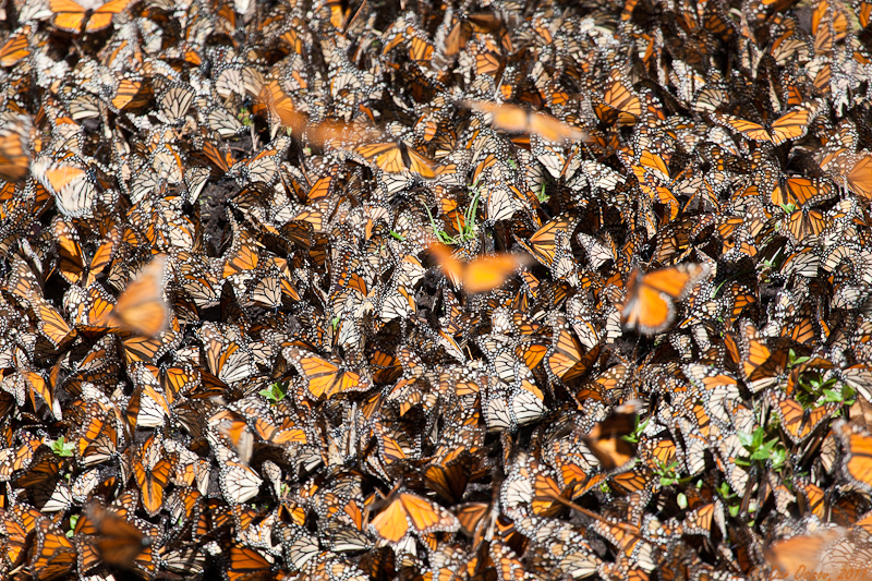 Overwintering Monarchs