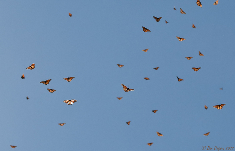 Overwintering Monarchs